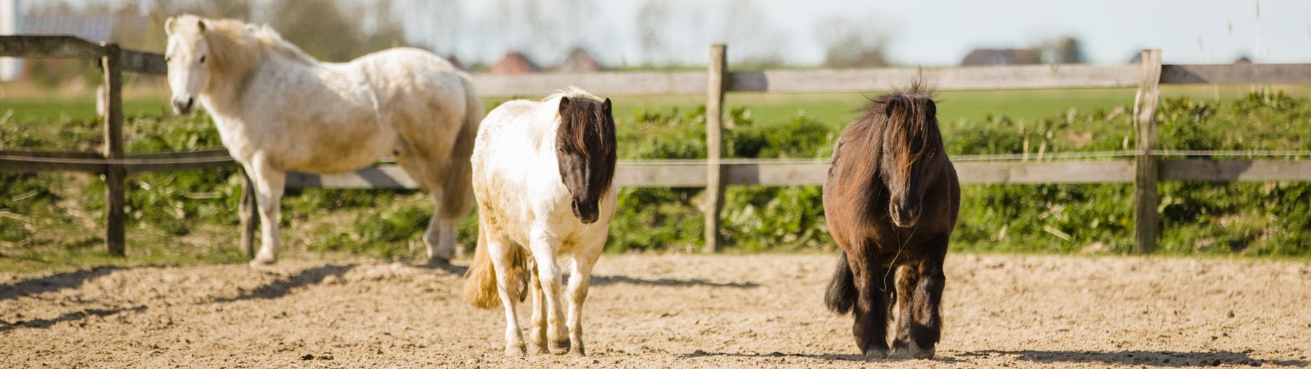 Reiten auf Selmas Ponyhof an der Nordsee - ein Traum für alle Reiterinnen und Reiter