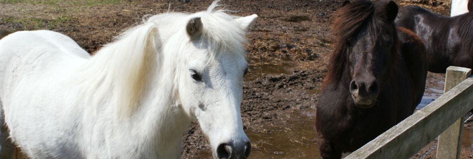 Ponys im Paddock